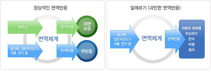 정상적인 면역과 알레르기 반응