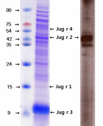 호두 SDS-PAGE 및 Western Blot 결과