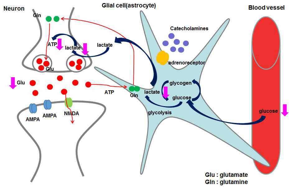 ADHD환자의 glutamatergic neuron에서의 Energy deficiency model
