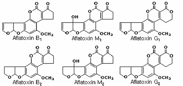 Aflatoxin의 구조
