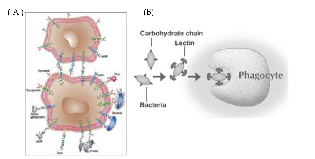 (A): 렉틴을 매개로 한 바이러스 혹은 박테리아와 세포의 결합 모식도 (B): 렉틴을 매개로 한 식균 작용 모식도