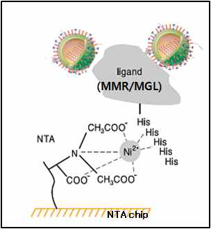Sensor chip NTA 표면에 대식세포 수용체 고정 모식도