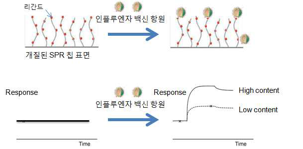 인플루엔자 백신 농도에 따른 SPR 신호 변화