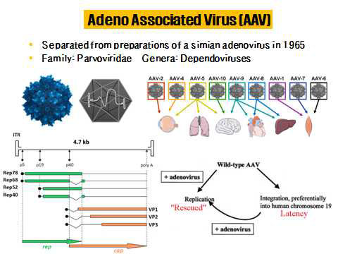 Adeno-Associated Virus 모식도