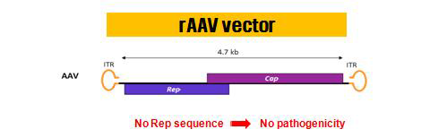 치료용 rocombinant AAV vector 도식