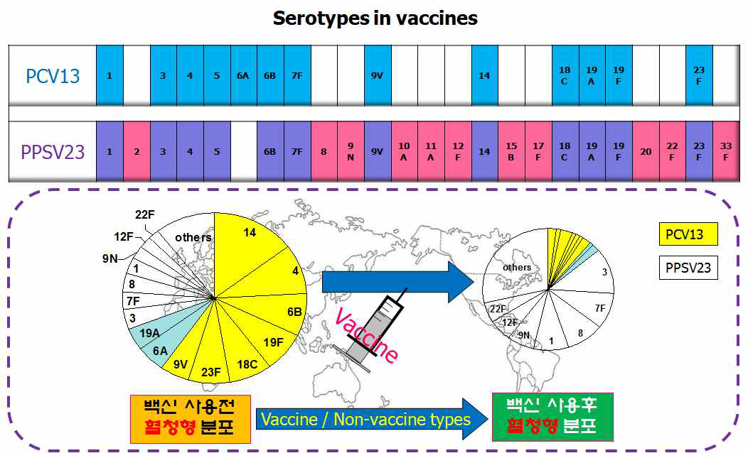 백신에 의한 혈청형 분포의 변화