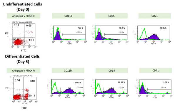 Cell markers (phenotype) study for undifferentiated and differentiated HL-60 cells