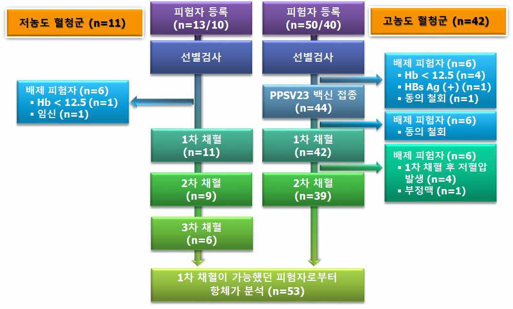 저농도 혈청군과 고농도 혈청군에서 채혈 및 항체가 분석에 이르는 흐름도