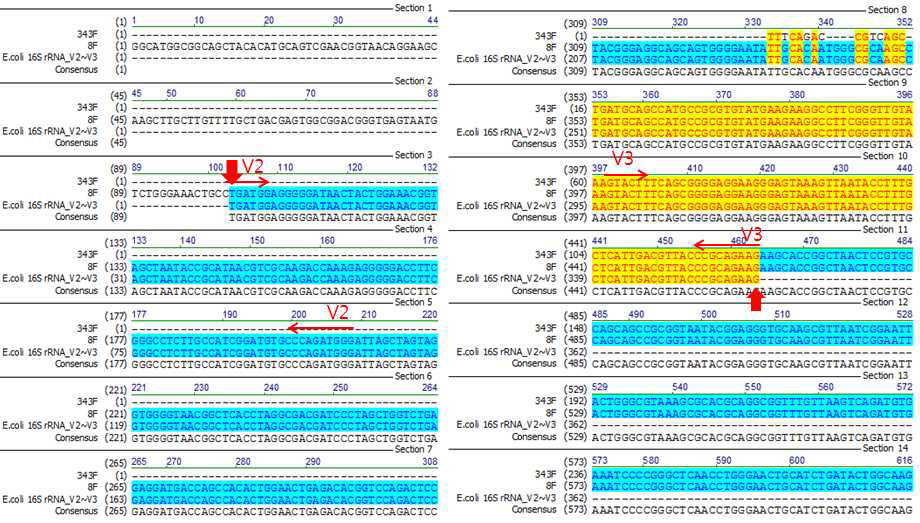NEB 10-beta E . coli의 original cell identification 시험법 개발 결과.