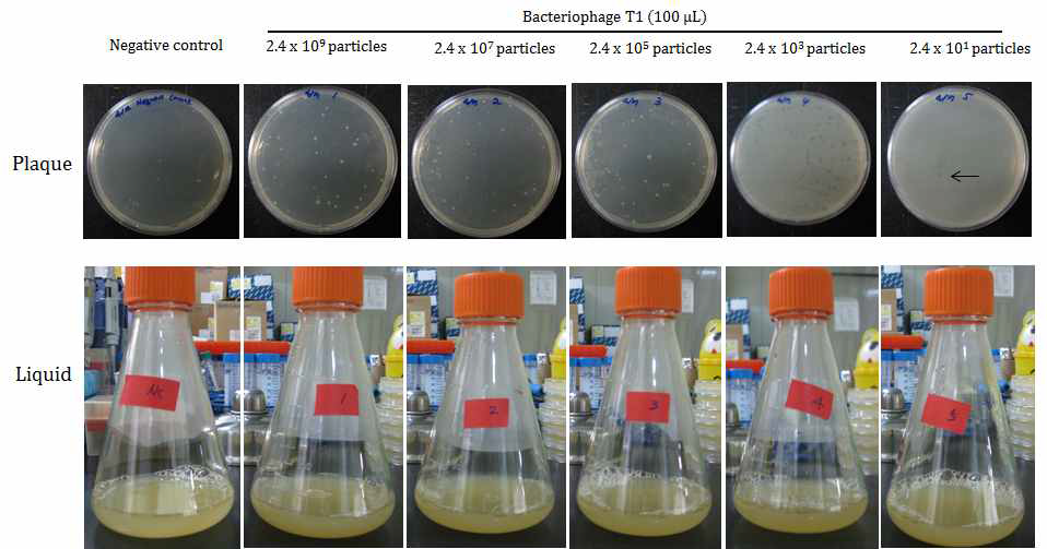 Bacteriophage detection 시험법 개발을 위한 직접검출법 1단계 결과.