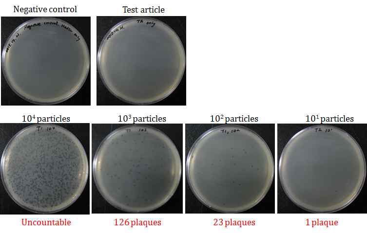 Bacteriophage detection 시험법 개발을 위한 직접검출법 2단계 결과.