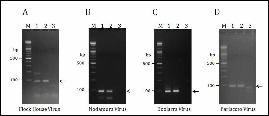 합성 RNA 바이러스를 주형으로 사용한 RT-PCR의 결과