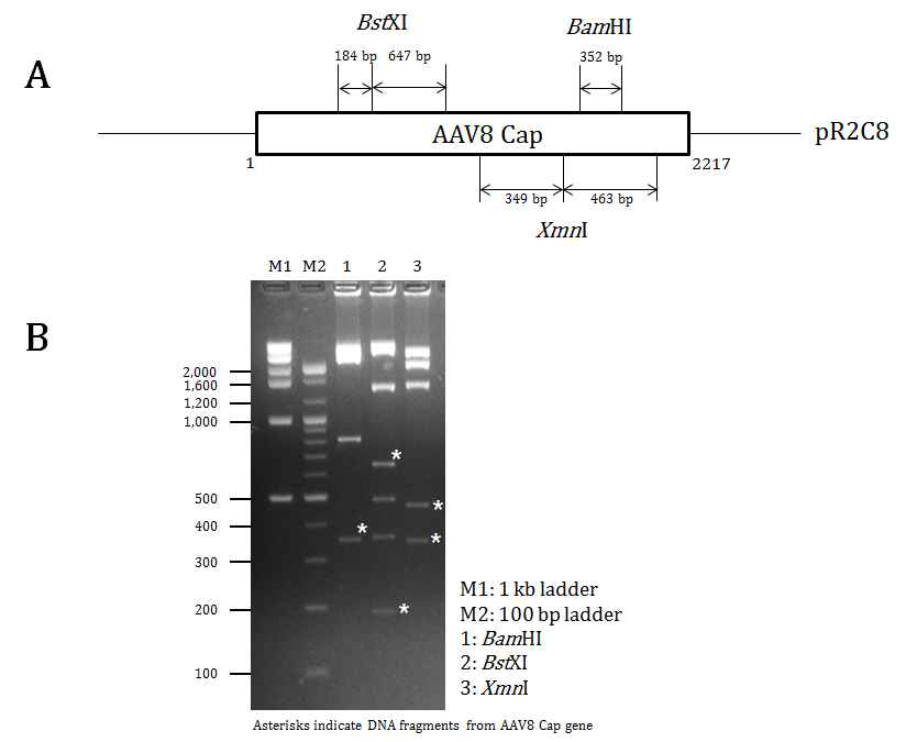 A. 플라스미드 pR2C8이 포함하는 AAV8 cap gene restriction enzyme sites. B. AAV8 cap gene을 BamHI, BstXI, XmnI으로 가수분해 및 전기영동 결과
