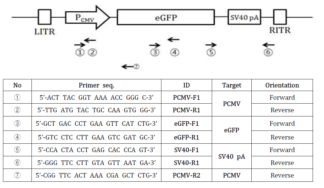 재조합 AAV vector가 포함하는 expression cassette 의 각 영역을 분석할 수 있는 sequencing primers 위치와 염기서열