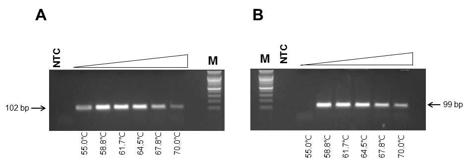 두 프라이머쌍의 PCR효율성과 비특이성의 비교