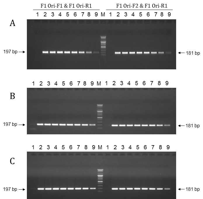 두 종류 프라이머쌍의 PCR 증폭효율성 비교