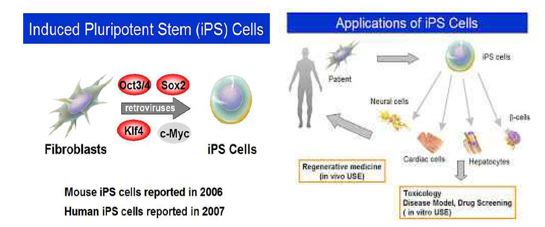유전자 도입을 통한 iPS 줄기세포 및 유전자치료 기술 및 응용분야