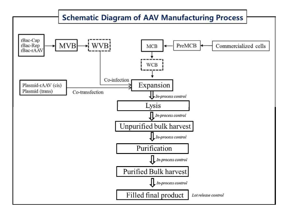 동물세포 혹은 baculovurs 시스템을 이용한 AAV 벡터 제조공정도