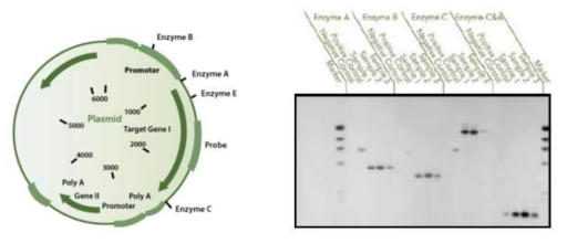 플라스미드를 생산하는 E. coli 세포주 은행의 유전적 안정성을 확인하기