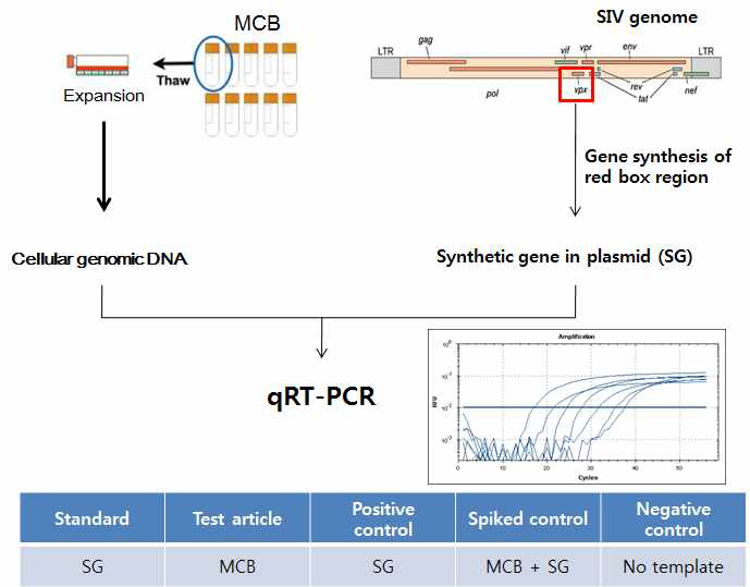 동물세포를 이용한 AAV 벡터 생산세포주 은행에 오염되어 있는 바이러스를 검출하기 위한 qRT-PCR 시험법