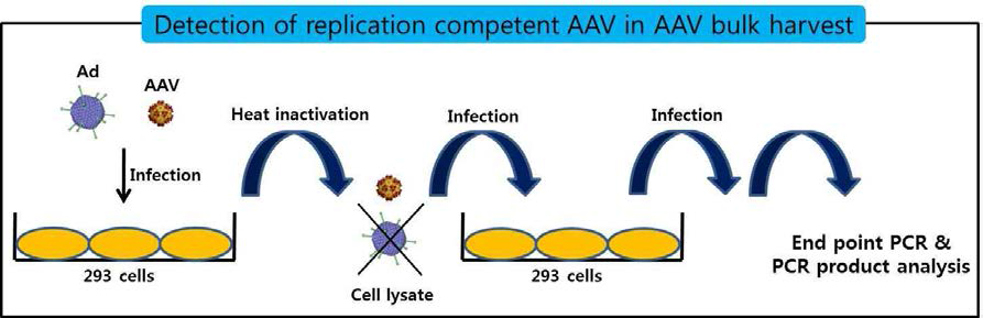 Replication competent wild type AAV 벡터 오염검출법으로 세포배양을 통해 증폭하여 분석