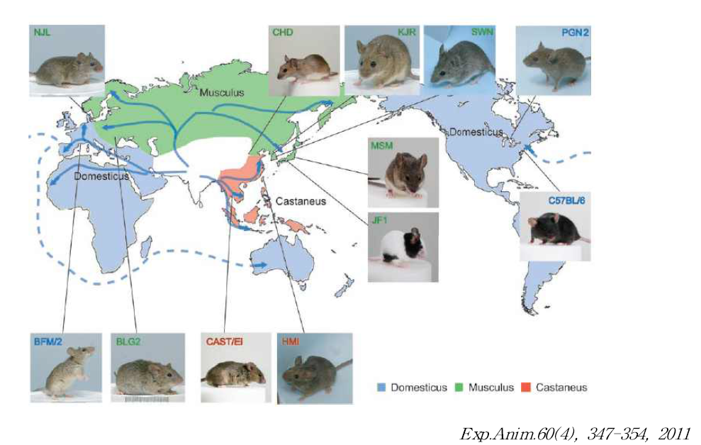 야생유래의 품종으로부터 분리된 실험동물과 그 지리적 분포