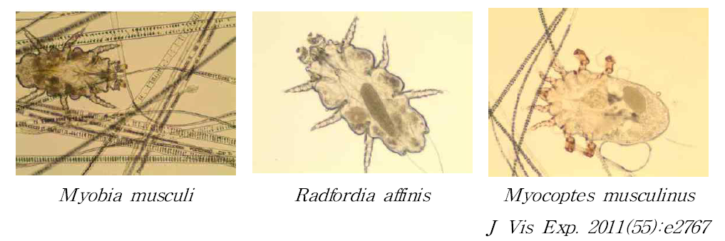 마우스와 랫드에서 관찰되는 진드기