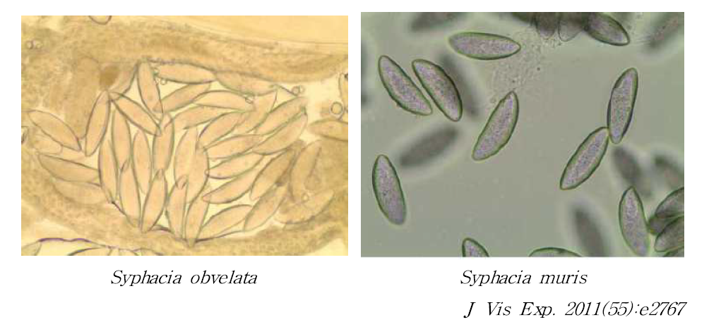 마우스와 랫드에서 관찰되는 Syphacia 충란