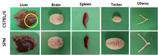 C56BL/6와 등줄쥐의 장기 사진 비교