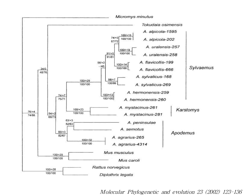 IRBP 유전자와 2개의 소포체 마커, cytochrome b 와 12S rRNA의 발현 양상을 통한 근연관계도 (Highest-Likelihood tree)