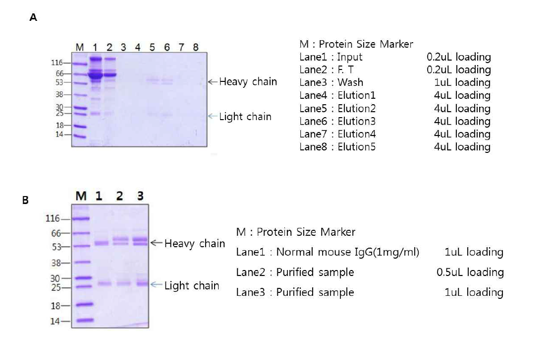 등줄쥐 IgG 정제 결과