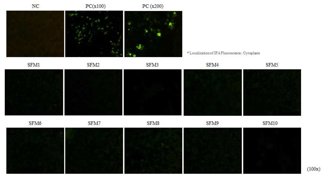 Ectromelia virus IFA 결과