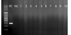 S. moniliformis (296bp) PCR 결과