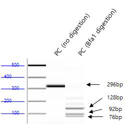 S. moniliformis PCR 양성 control의 BfaⅠ digestion 결과