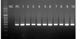 Helicobacter genus specific (376bp) PCR 결과