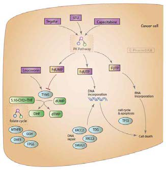 Fluoropyrimidine pathway, Pharmacodynamics