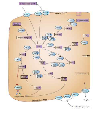 Fluoropyrimidine pathway, Pharmacokinetics