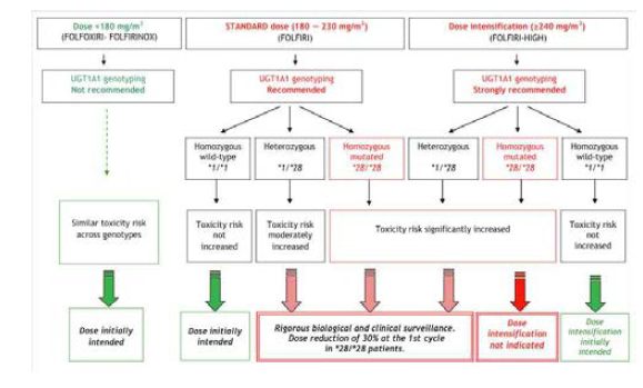 Decision tree for UGT1A1 genotyping depending on initially intended irinotecan dose