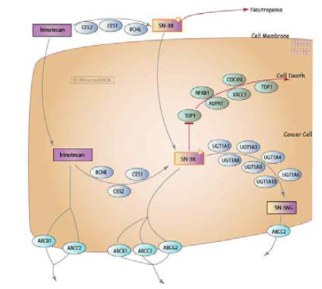 Irinotecan pathway, Pharmacodynamics