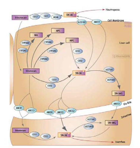Irinotecan pathway, Pharmacokinetics