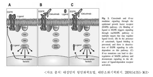 Cetuximab and K-ras modulate signaling through the EGFR pathway