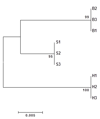 한약재 방풍, 식방풍, 해방풍의 ITS2 구간에 대한 phylogenetic analysis (neighbor-joining tree) B: 방풍, S: 식방풍, H: 해방풍