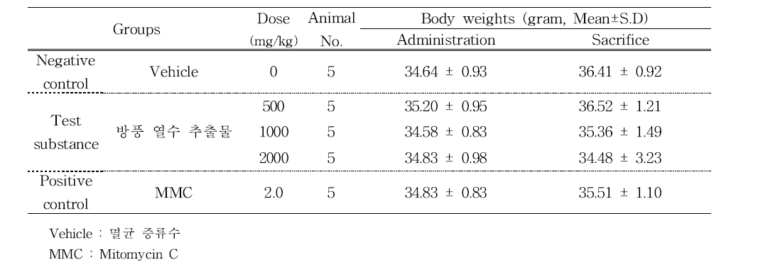 Body weights of animals (main study)