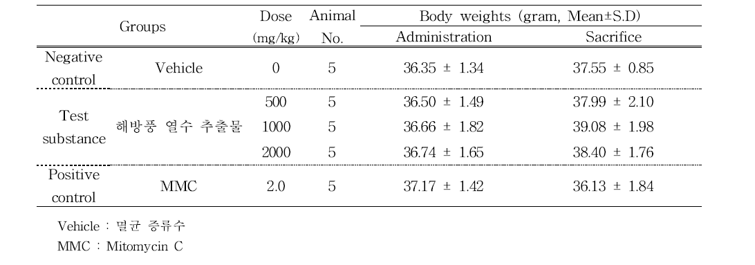 Body weights of animals (main study)