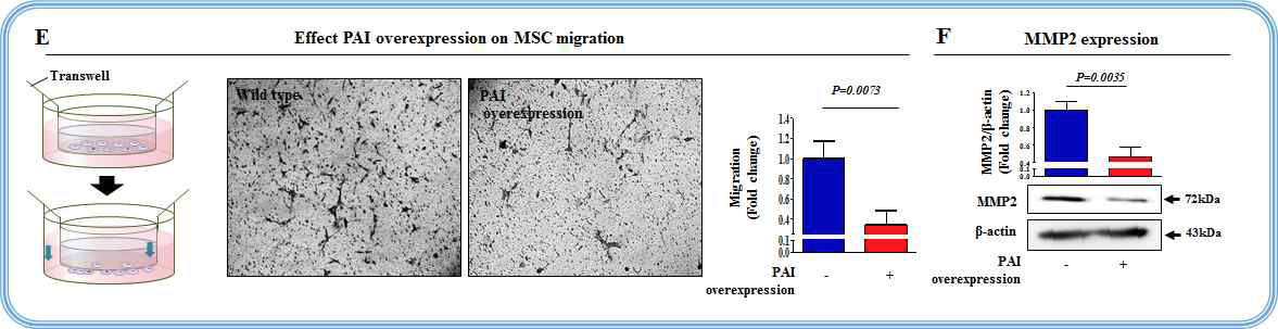 PAI 과발현이 줄기세포의 이동에 미치는 영향 평가
