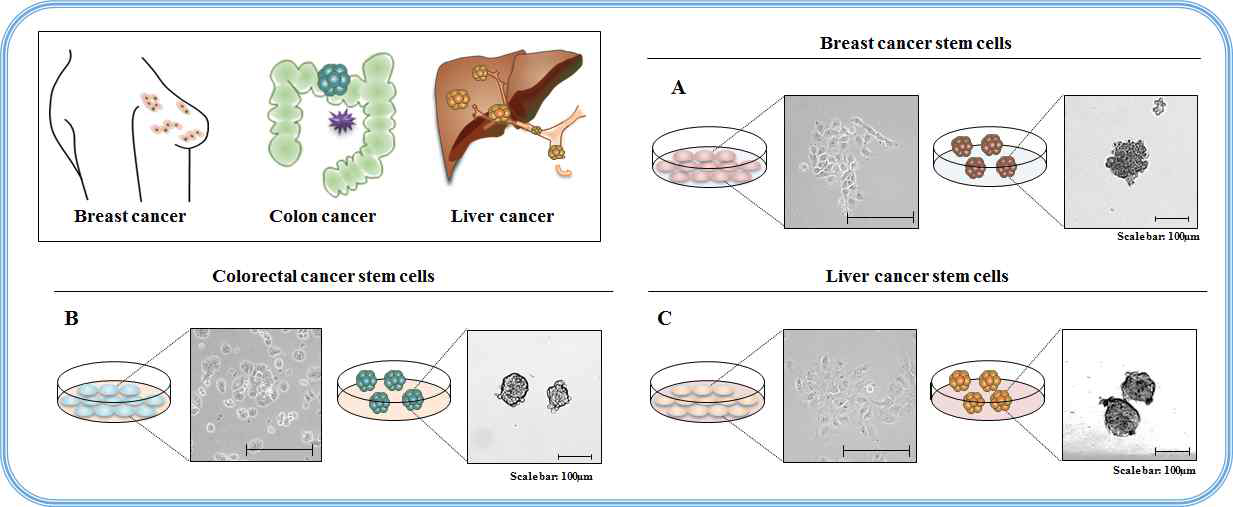 체외에서 다양한 암줄기세포 시험법의 확립