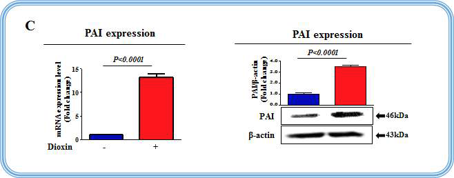 줄기세포에서 다이옥신에 의한 표적 유전자인 PAI의 반응성 검증