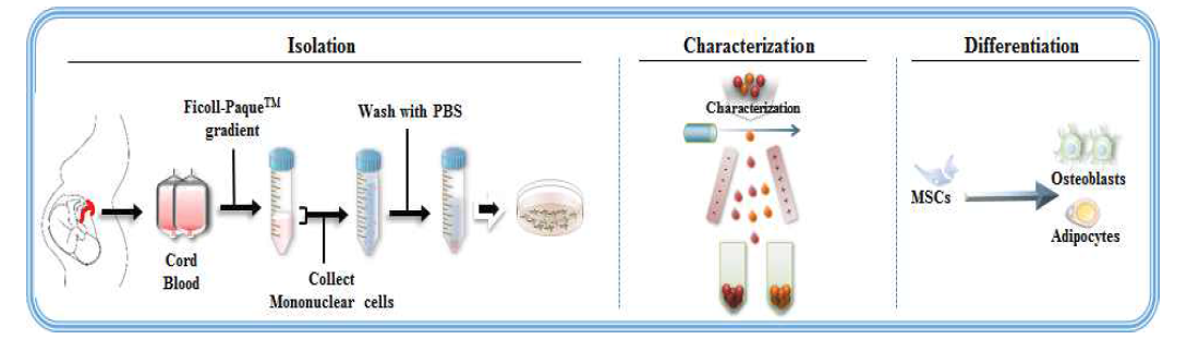 Percoll gradient centrifugation법을 통한 제대혈 유래 중간엽 줄기세포의 분리