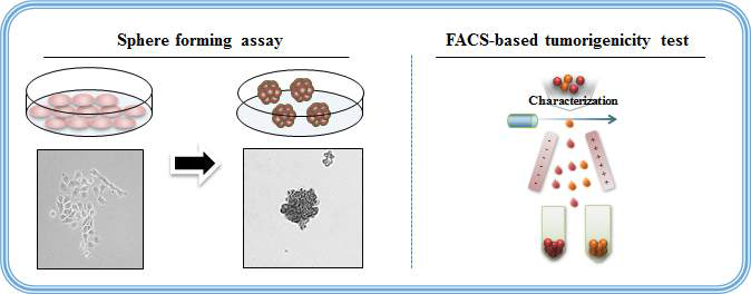 암줄기세포 모델을 기반으로 다이옥신의 발암성(tumorigenicity) 평가