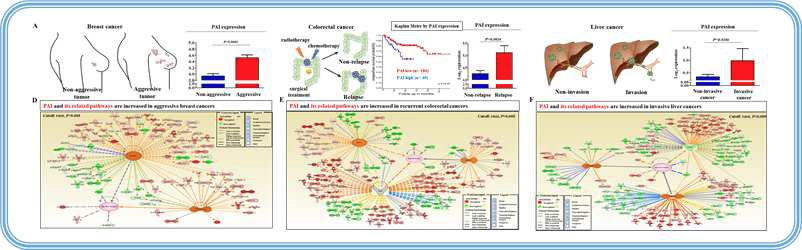 생물정보학적 분석 (Bio- informatics analysis)을 통한 PAI의 발암성 검증
